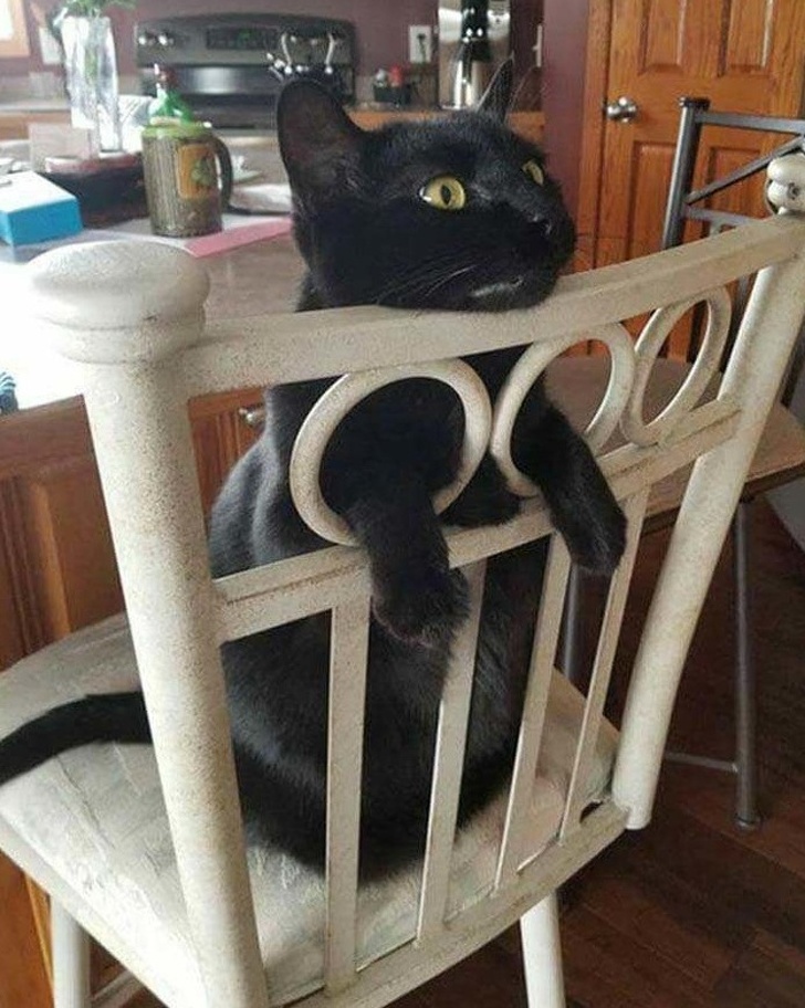 弱弱的问一句还可以吗怎么回,猫咪傻的表现是什么