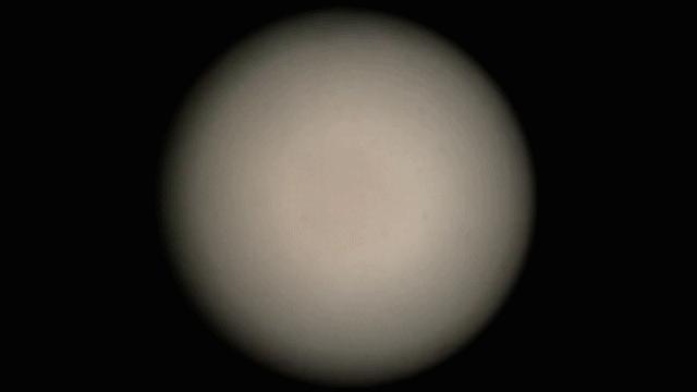 乳山生蚝科普,生蚝冷知识图片