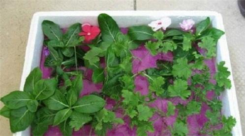 冬天花卉保暖方法,温室保暖