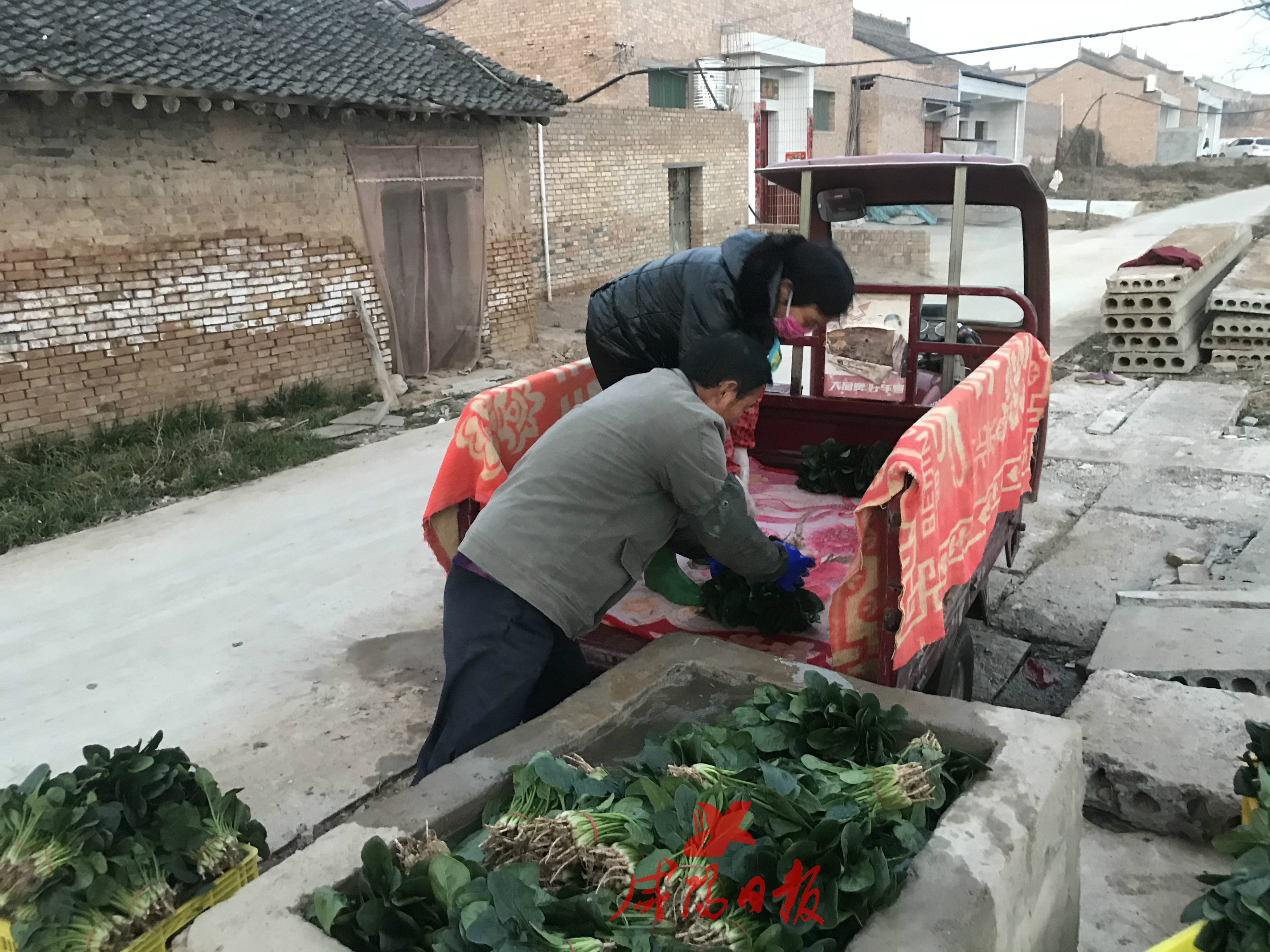 杨村蔬菜种植,杨村蔬菜大棚