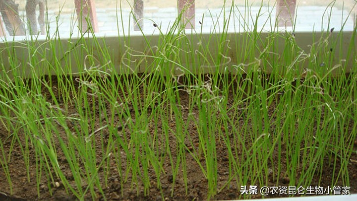 大葱烂叶病怎么治,大葱根腐病防治的最佳方法