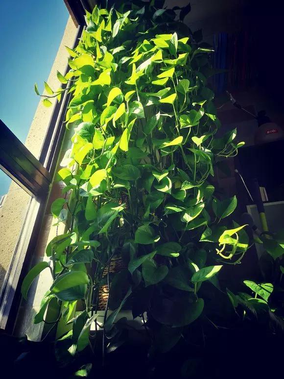 绿萝最爱的4种东西,四种让绿萝疯长的东西