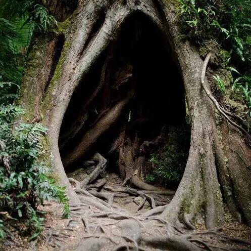 今日头条树洞在哪里,头条情感树洞