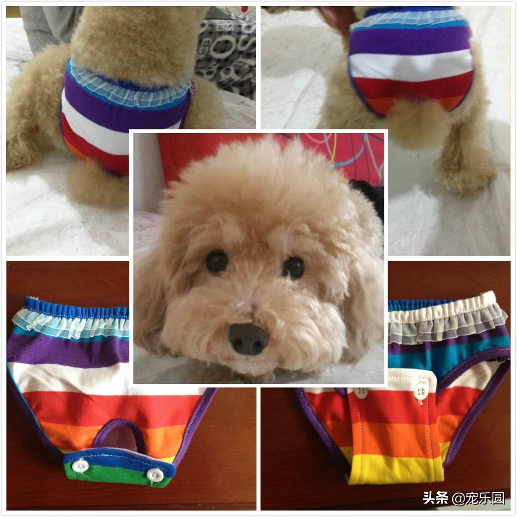 狗女来大姨妈了，铲屎官们知道要怎么处理吗？