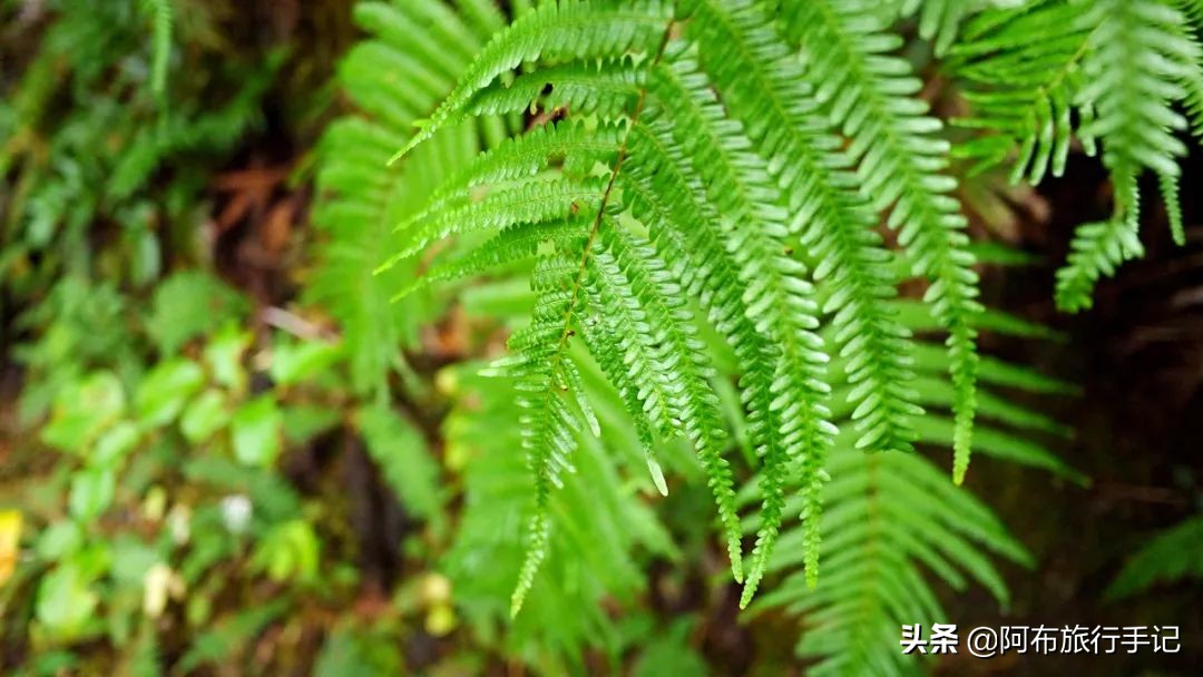 日本熊野古道拍摄,摄影师镜头下的景区