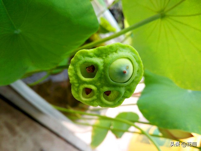 说好的碗莲呢?养了3年,连一朵花都没见,最后只收获一堆菜藕