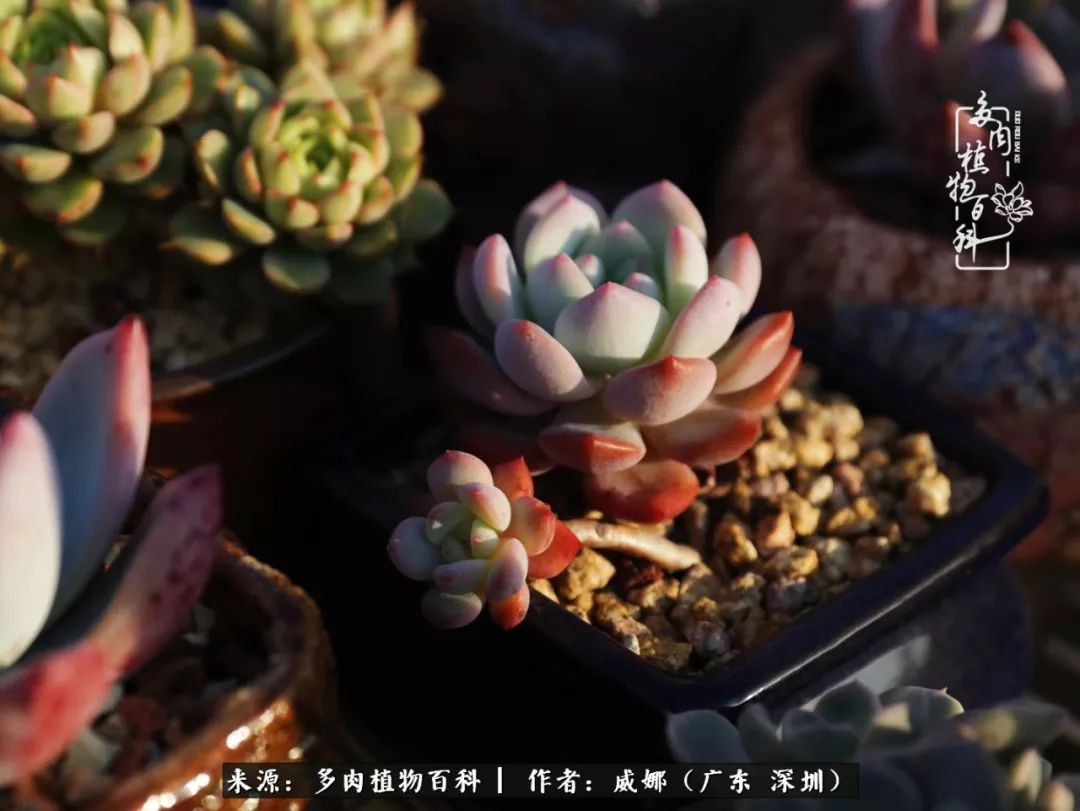 笼子里的多肉,露养的多肉和室内的多肉区别