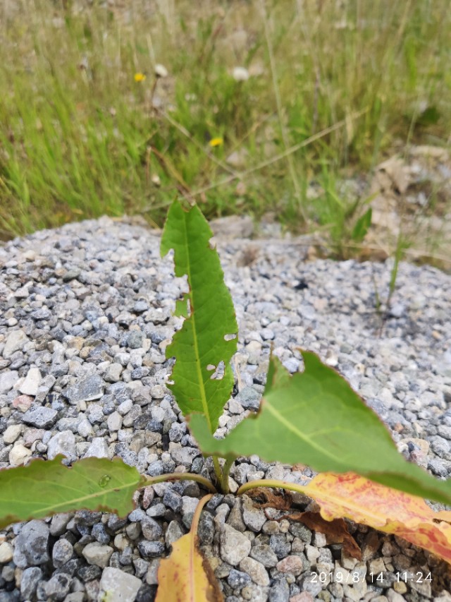 成都到茶卡盐湖旅游攻略,成都出发茶卡盐湖5日游