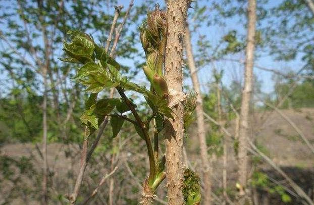 这种植物看似丑陋,很多人不在意,到国外却成珍贵食物,你见过吗