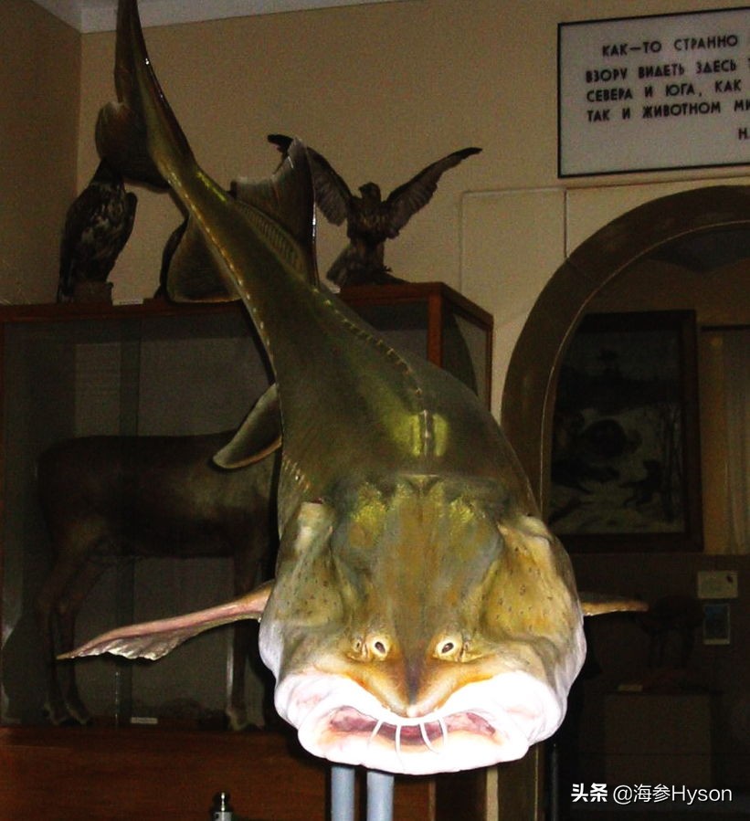 恐龙大灭绝的幸存者是什么恐龙,世界上的恐龙和鲨鱼有没有灭绝
