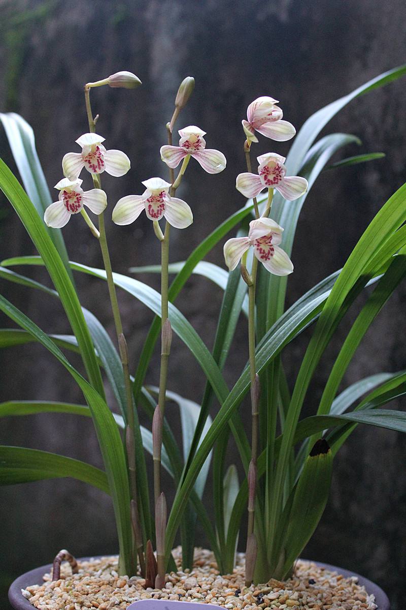 建兰栽培方法及注意事项,建兰的栽培管理技术