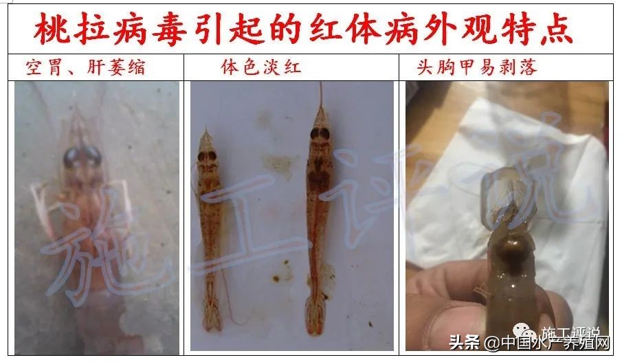 对虾养殖红体消毒用什么好,对虾红体病的原因和治疗