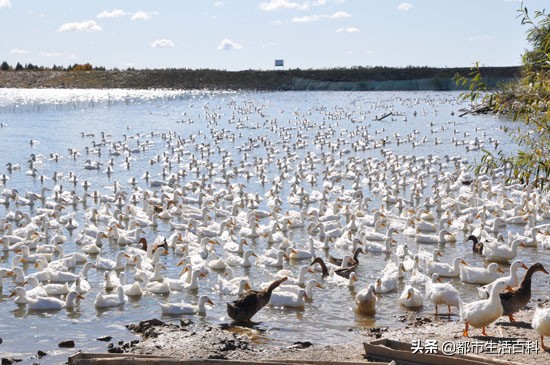 鸭子养殖前景和价格,养殖鸭子前景如何
