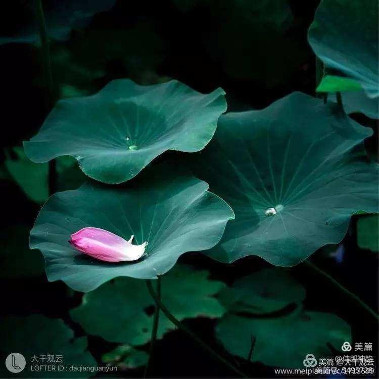 情爱禅语,佛家经典禅语