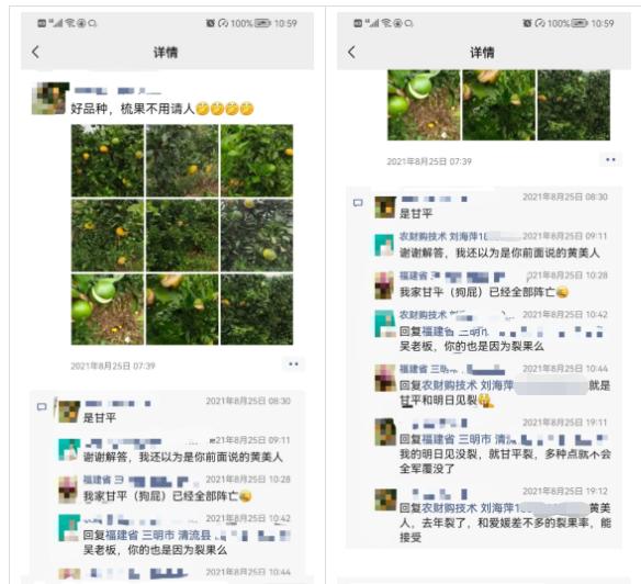 裂果最新管理方法,防裂果最简单的方法