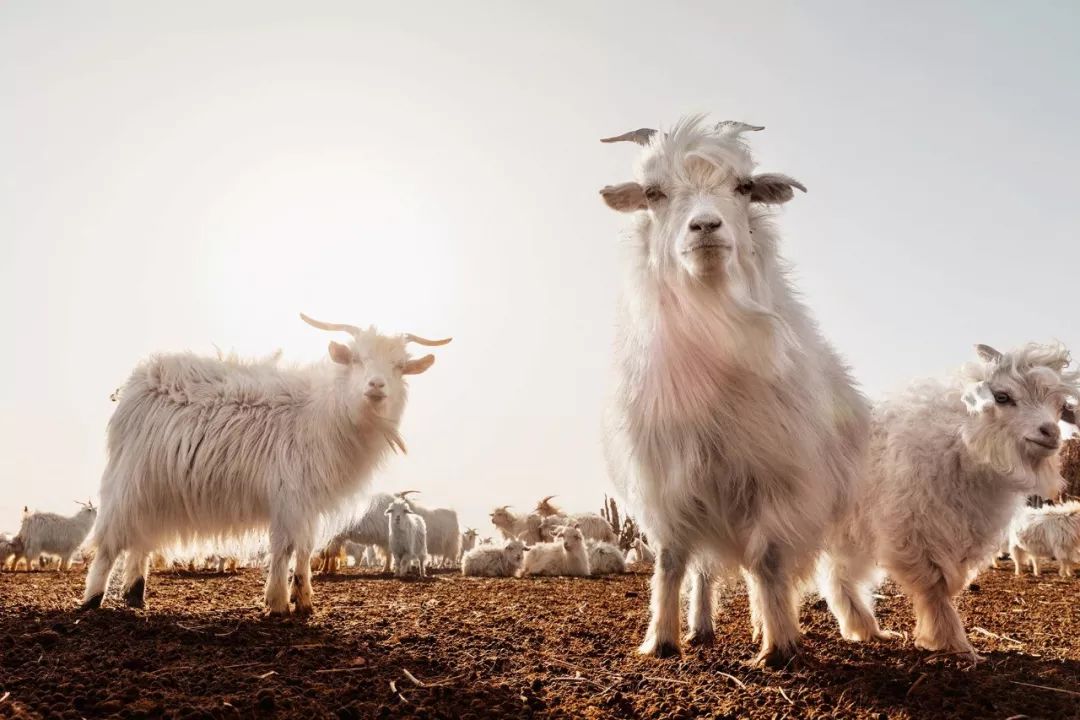 几百块的大衣和上千块大衣对比,廉价大衣和贵的对比