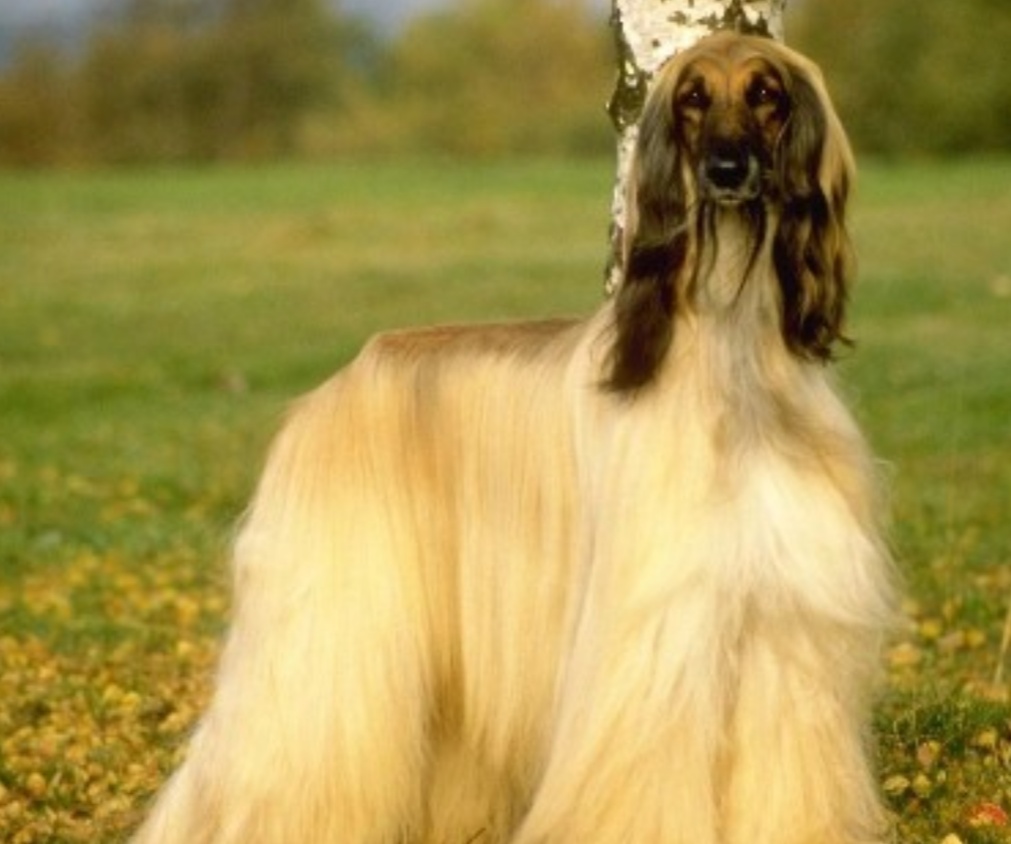 长毛狗阿富汗猎犬造型,长毛狗阿富汗猎犬