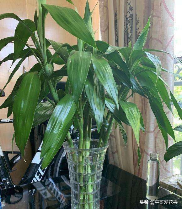 富贵竹叶片发黄怎样解决,富贵竹叶片尖发黄怎么办