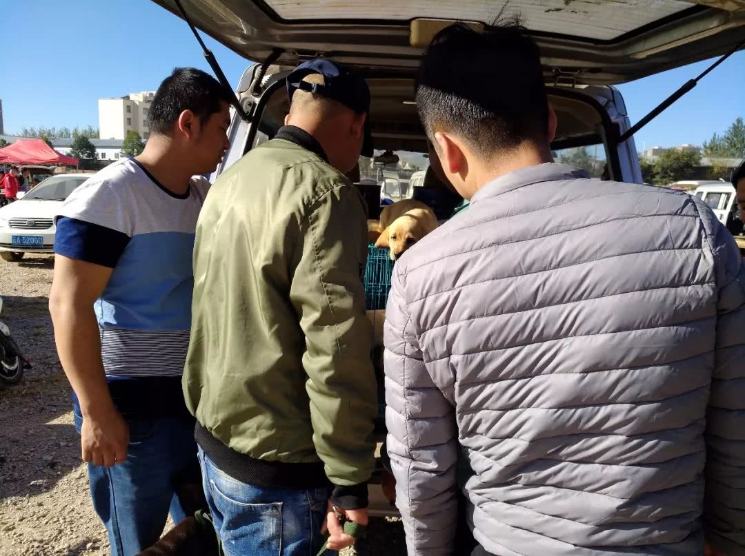拉布拉多在狗市上卖多少钱,去狗市买拉布拉多如何砍价