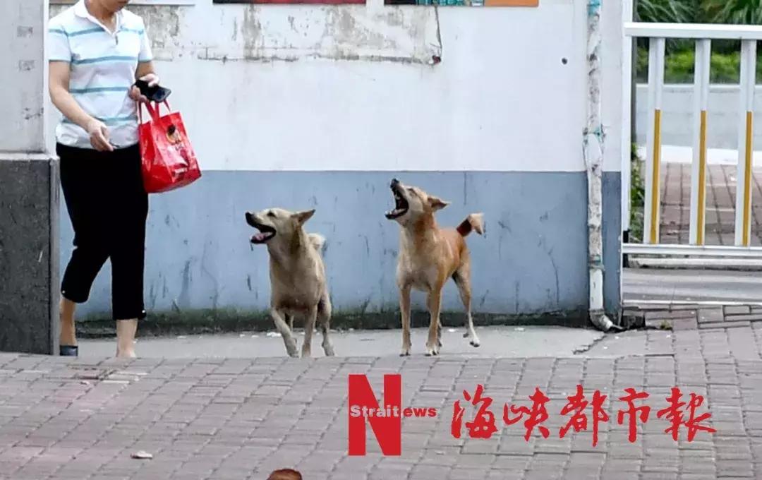 福州晋安区小区杀狗事件,福州路边杀人事件新消息