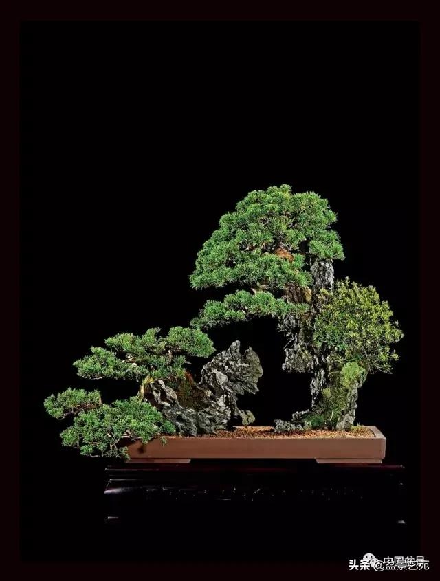 玩盆景必备栽种知识,观赏盆景的意境