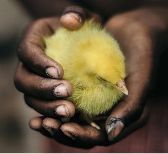 鸡老生病怎么办,鸡总是生病用什么药预防