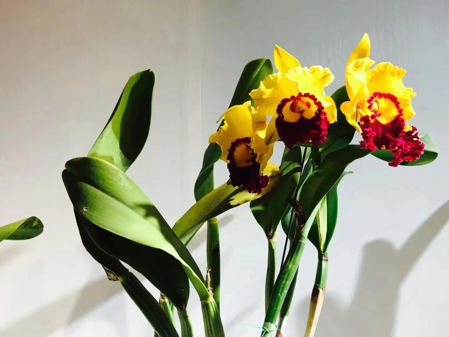 兰花最美的季节是冬季,北方冬季赏兰花