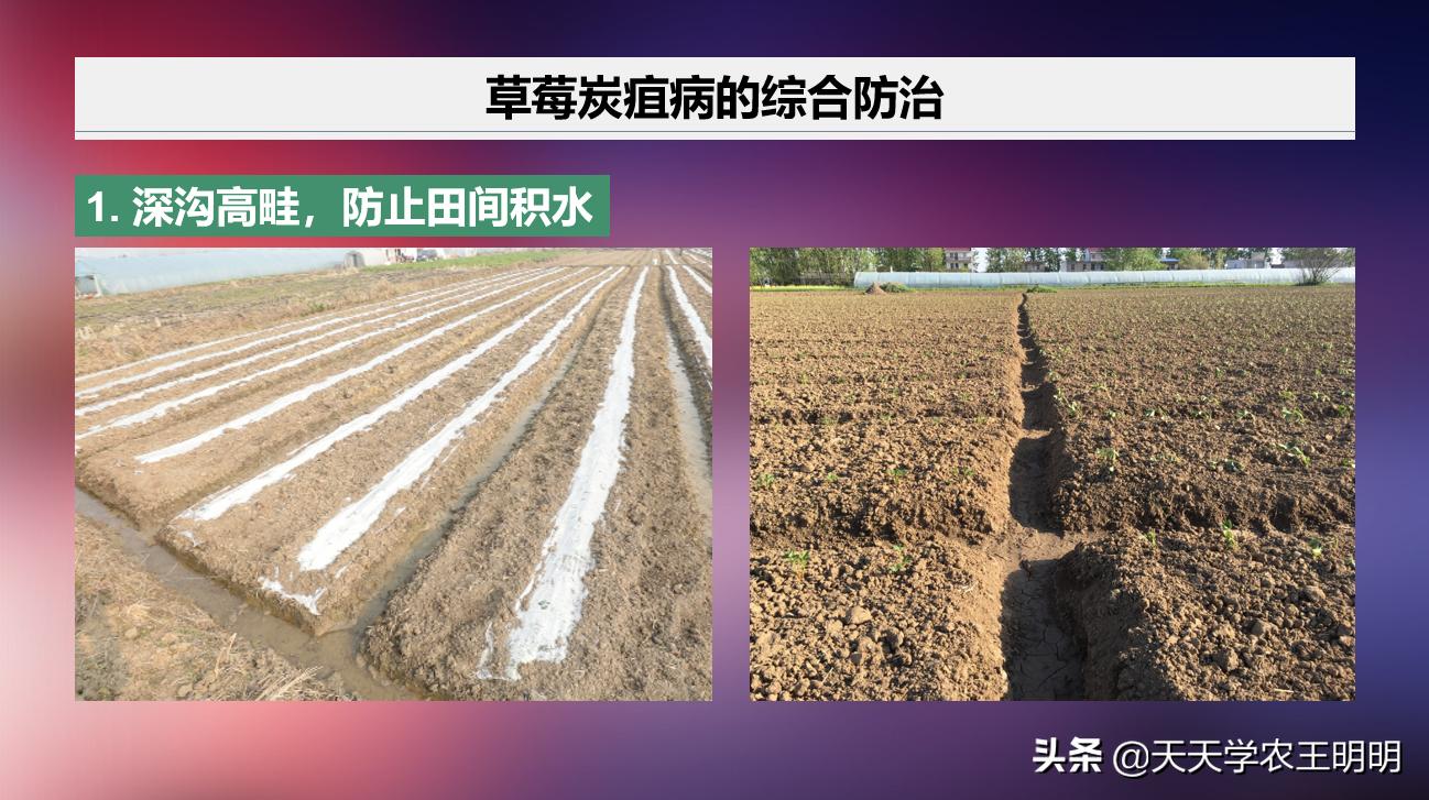 草莓得了炭疽病怎么办,草莓已经开花结果得炭疽病怎么治