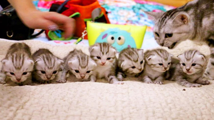 猫有换牙期吗会掉牙吗,幼猫换牙会掉牙齿吗