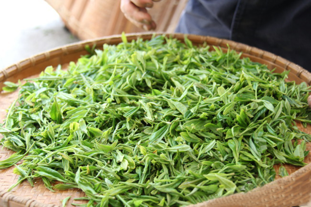 黄山野毛峰和普通毛峰,黄山毛峰为什么叫黄山毛峰