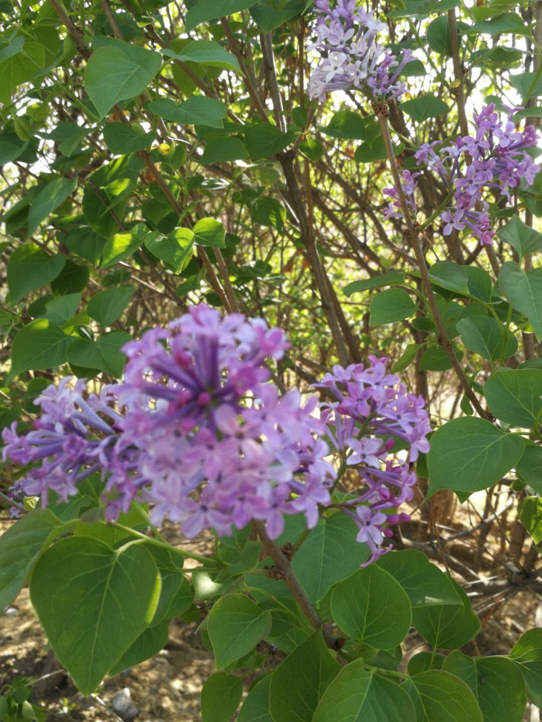 法源寺散文,散文丁香花邂逅法源寺