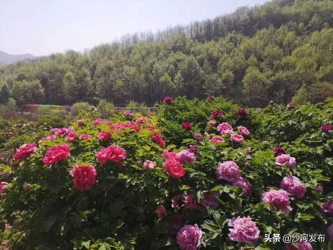 沙河市牡丹观赏地,沙河牡丹苑