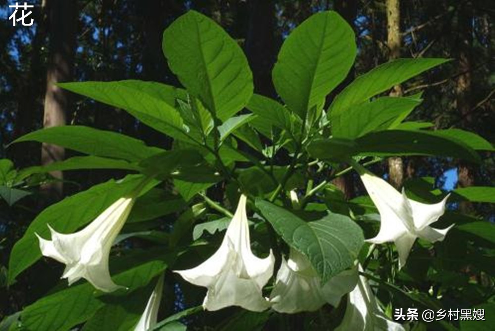 花字的由来最早在什么时候,花字是什么时候形成的