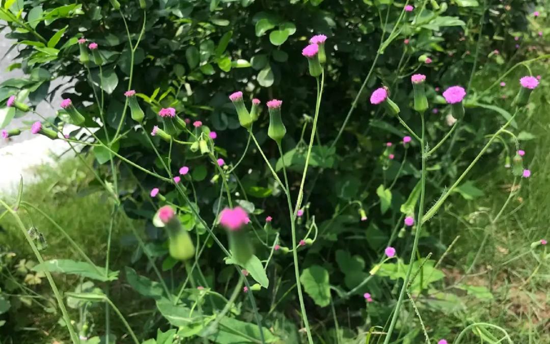 揭秘|这家中医院的“后花园”竟长着30多种野生中草药!