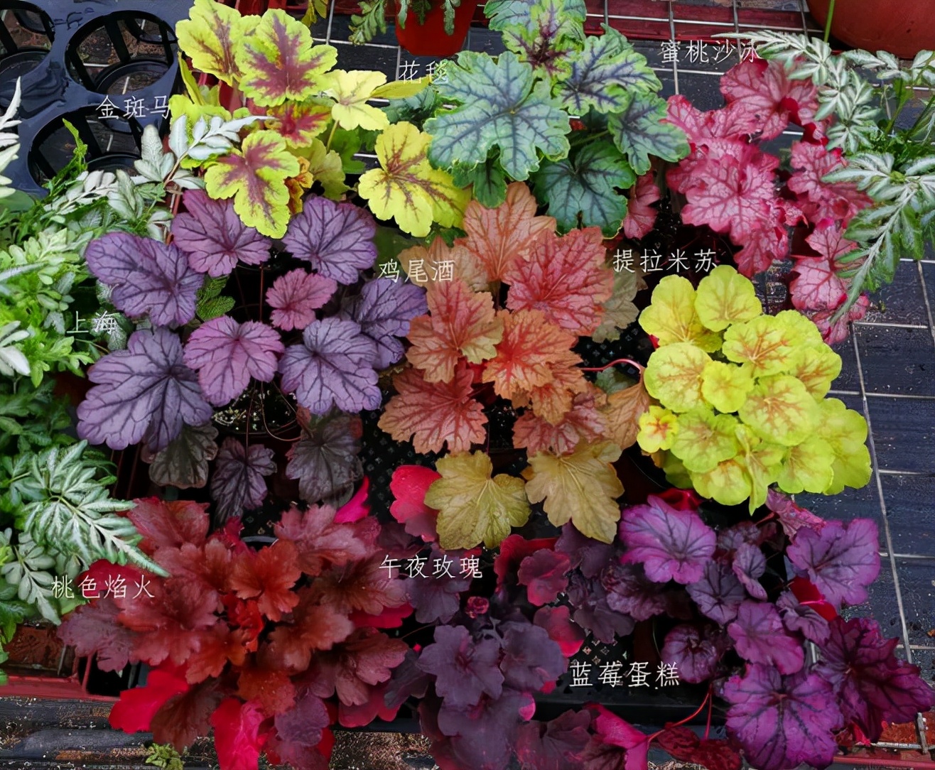 这“38种花”,当你开始收集品种时,你已入坑颇深