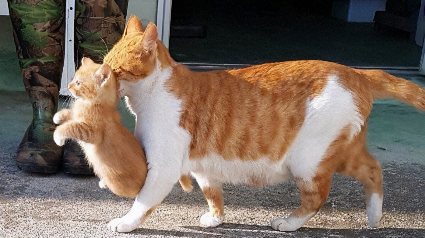 猫交配时,为什么叫声凄惨?公猫为什么要咬母猫的后颈?