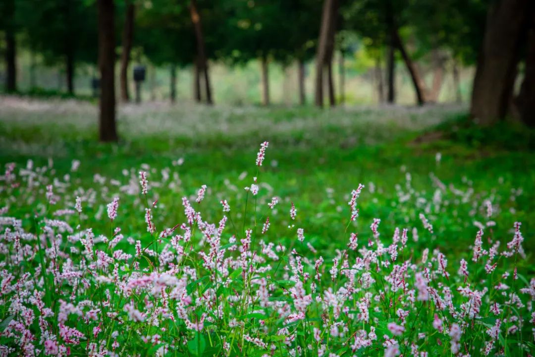 蓼花盛放成海，扬州又多了一处赏秋秘境