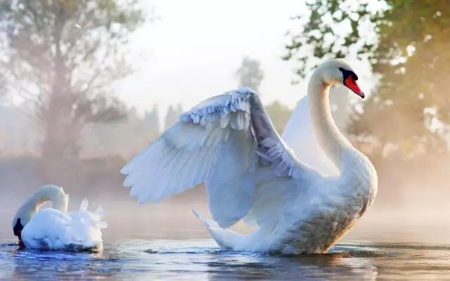 烟台海鲜天鹅蛋,丹东天鹅蛋海鲜