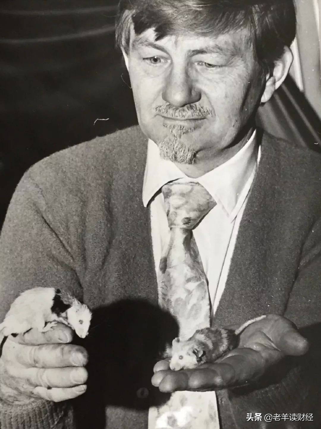 老鼠乌托邦实验什么现象,老鼠乌托邦的十种沉沦的表现