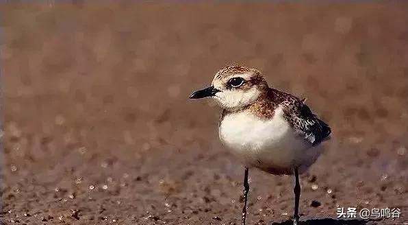 看图识鸟图片及答案,看图识鸟软件哪个好用