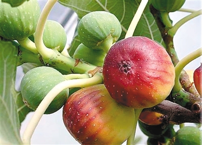 投资少收益快的农村致富项目,农村致富创业项目小本生意投资