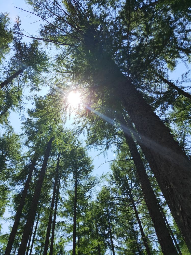 美丽的高岭塞罕坝,美丽的高岭朗诵