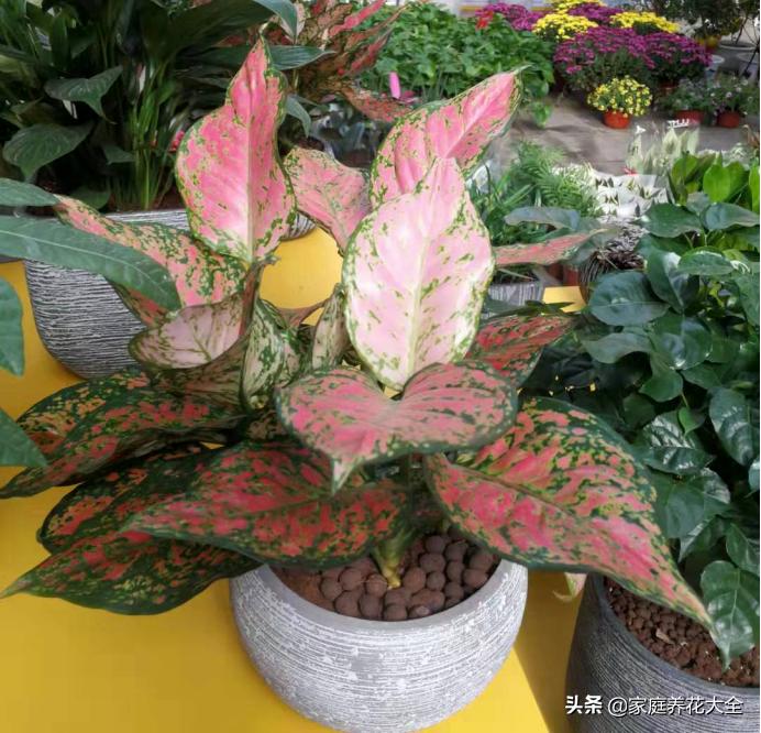 花叶红叶万年青,红叶万年青有什么品种