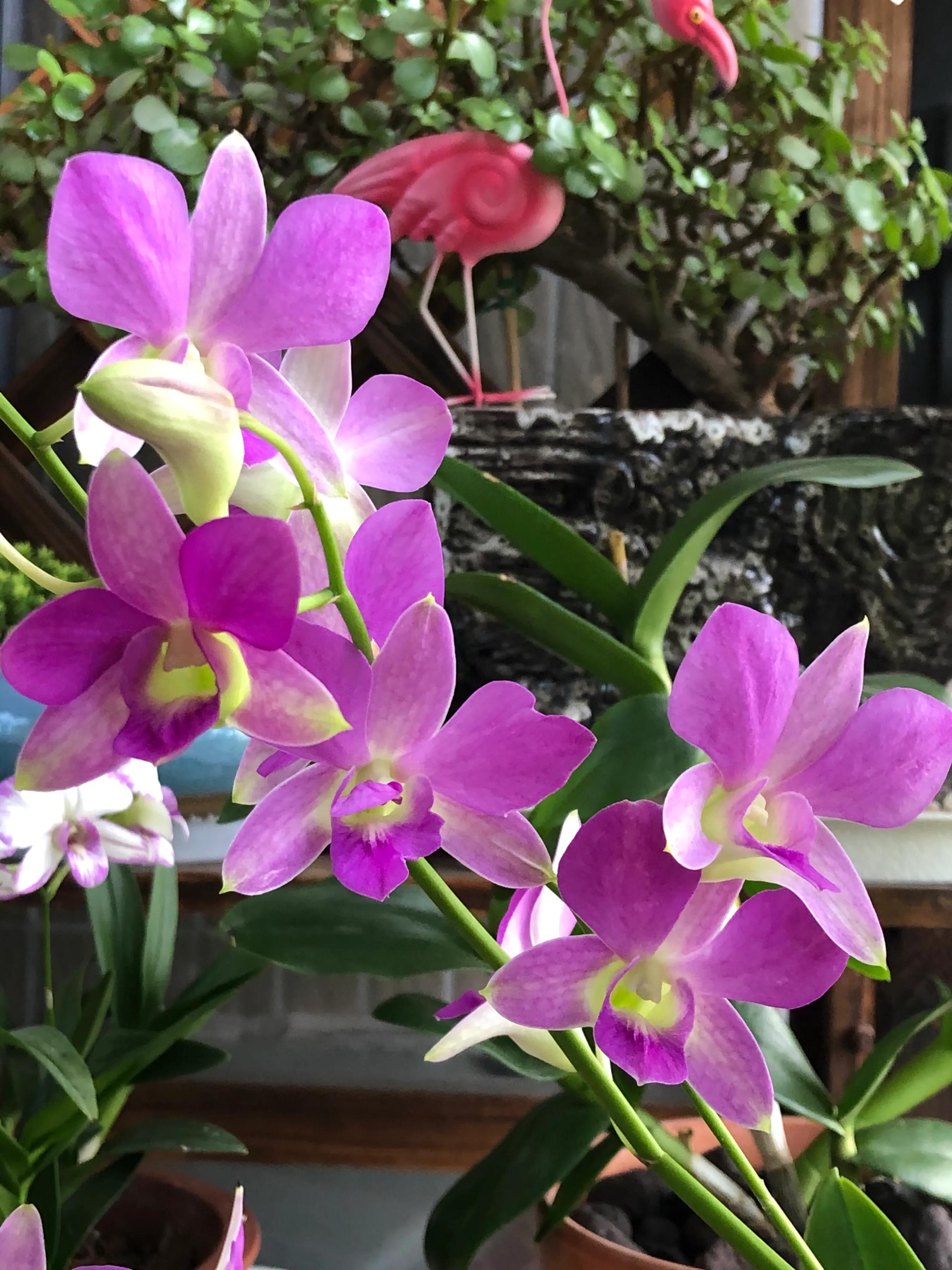 蝴蝶石斛兰怎么养,盆栽里长得像蝴蝶花的是什么花