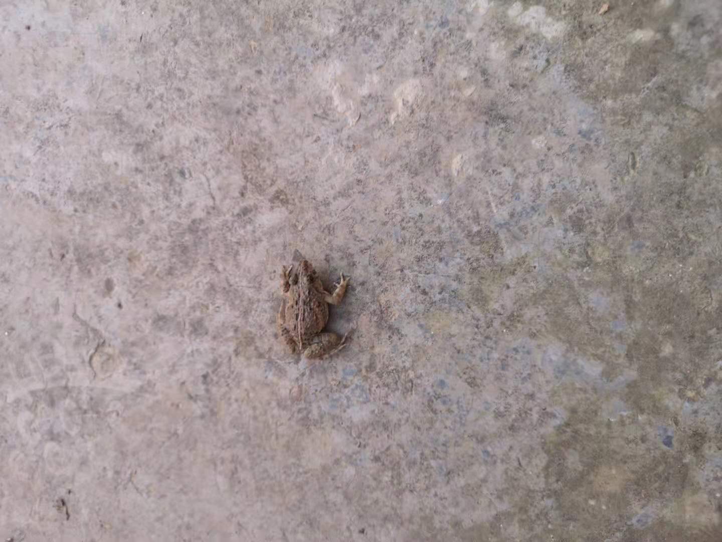 手竿钓黑鱼方法与绝招,手竿钓黑鱼什么饵好视频