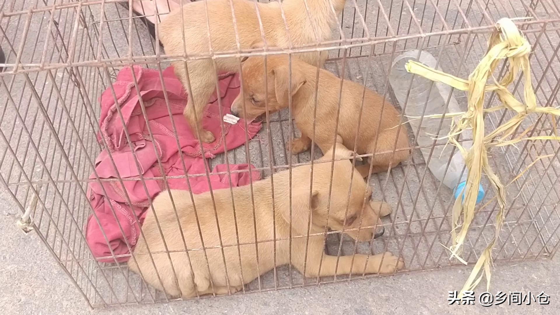 豫东最大狗市在哪里 (豫东南最大的狗市在哪里)