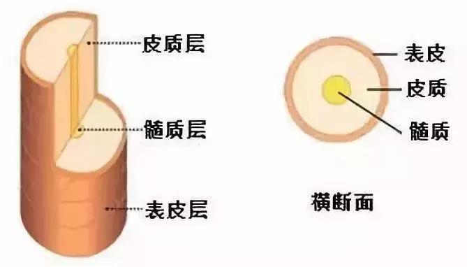 即便肿成猪头，人类依然无惧染最骚的发色