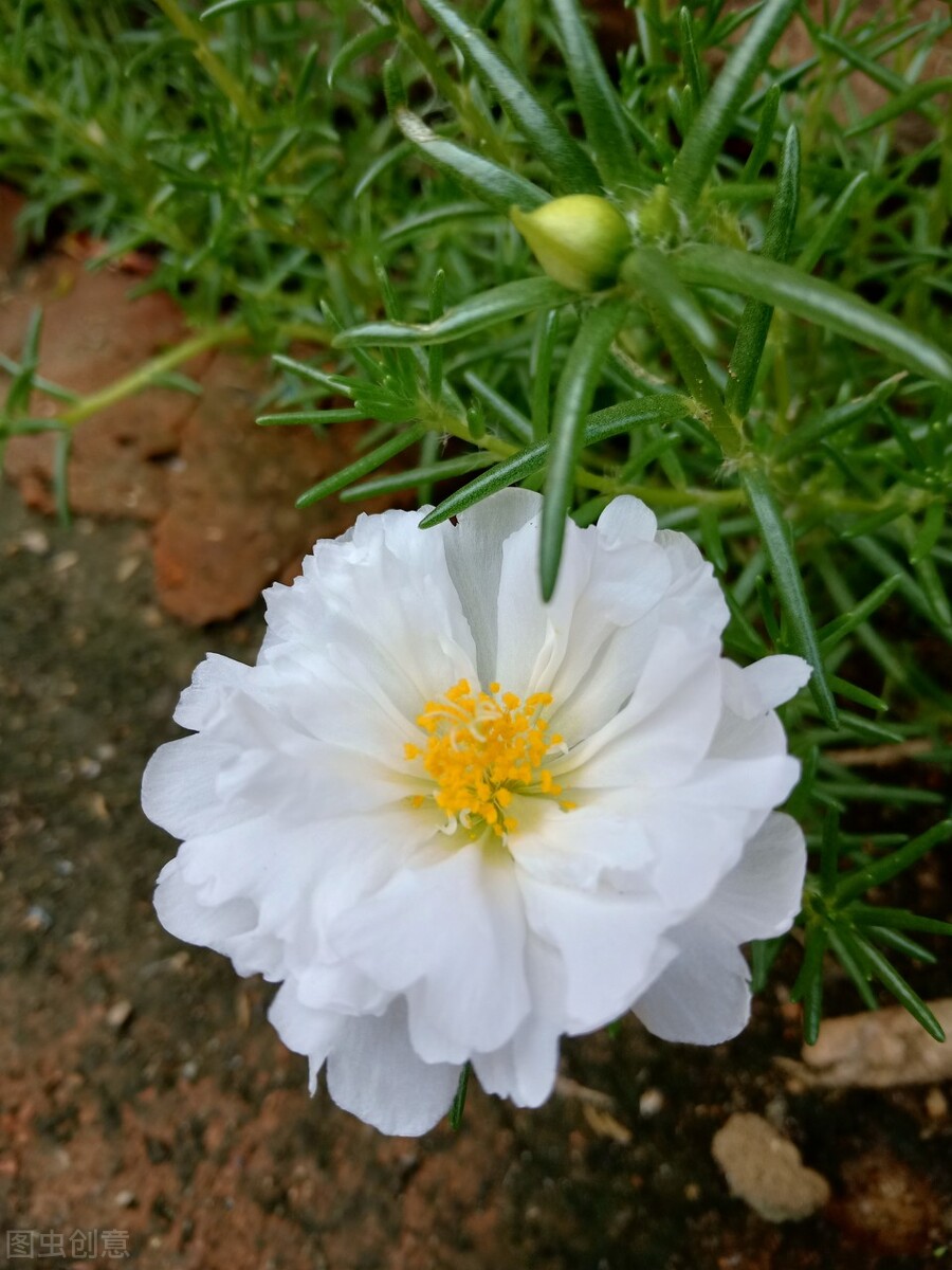 那些令人赞叹的庭院花卉,5种庭院生活方式的花卉