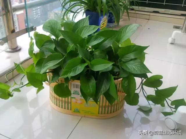 除甲醛的绿植有哪些比较好养,除甲醛最好的绿植都有啥