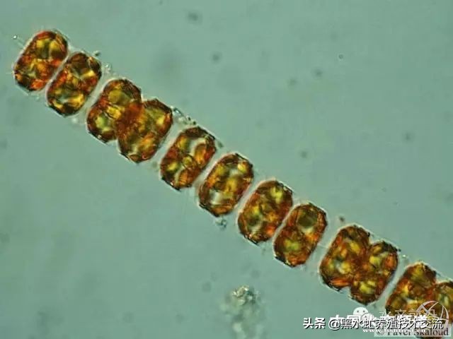 水产藻类大全图片,水产藻类知识大全